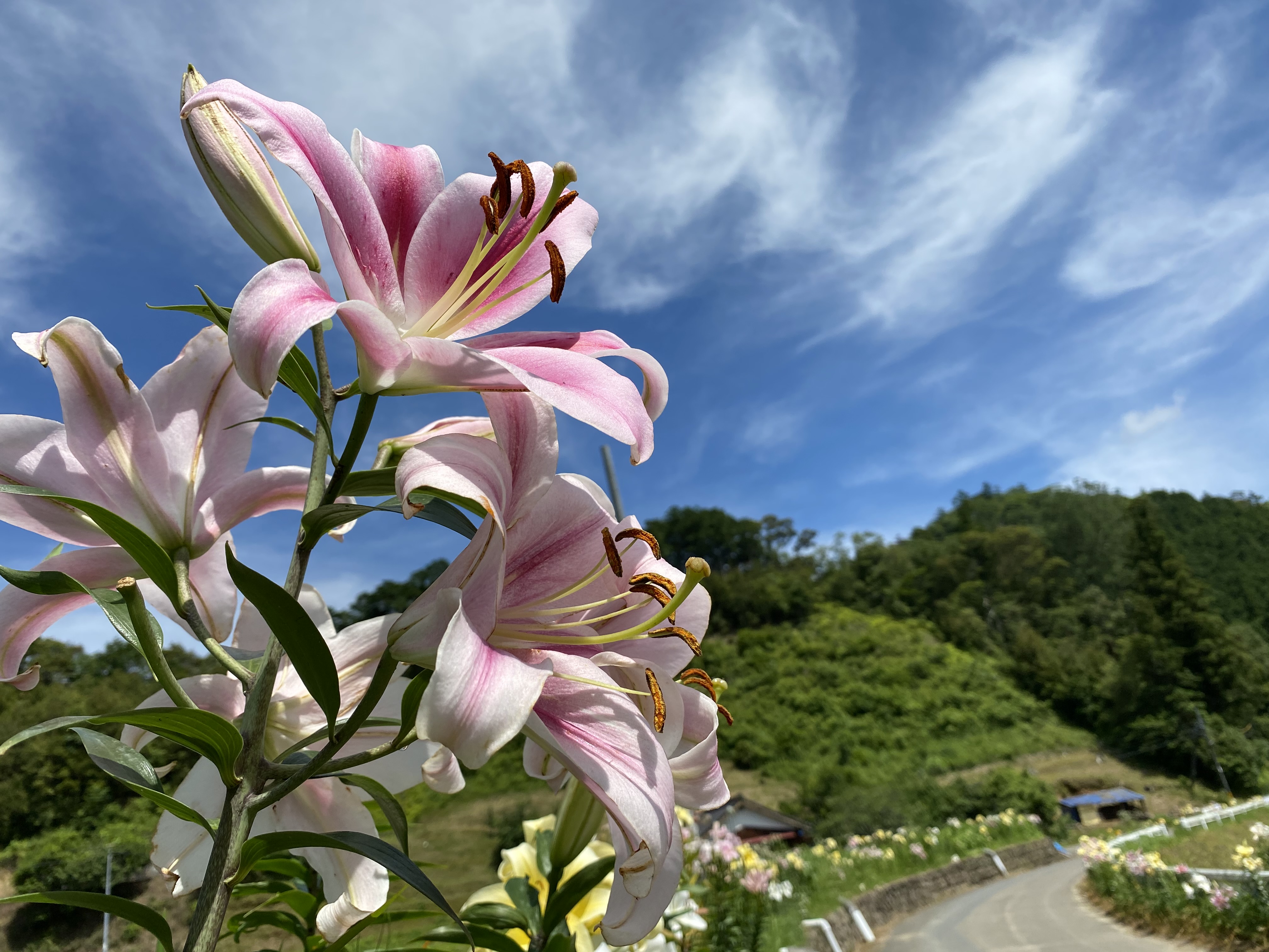 四万十川花紀行藪ヶ市 ユリ 一般社団法人 四万十市観光協会